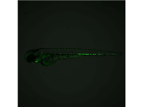 myeloid-specific GFP