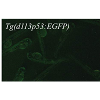 GFP expression in the transgenic fish recapitulates the endogenous d113p53 expression, which normally keeps at a very low level  in the embryo body